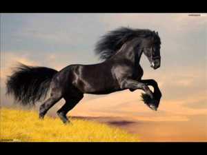 bareback horse
